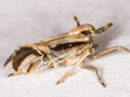 Delphax pulchellus